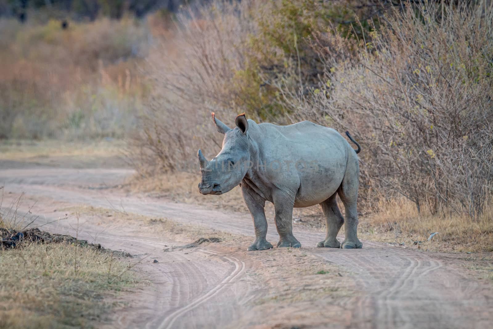 Young White rhino standing on a bush road, South Africa.