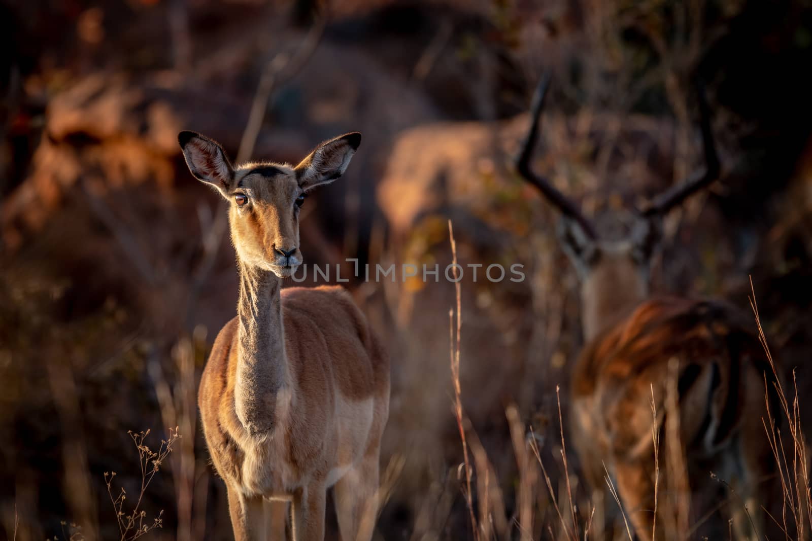Young female Impala in the golden light in the Welgevonden game reserve, South Africa.