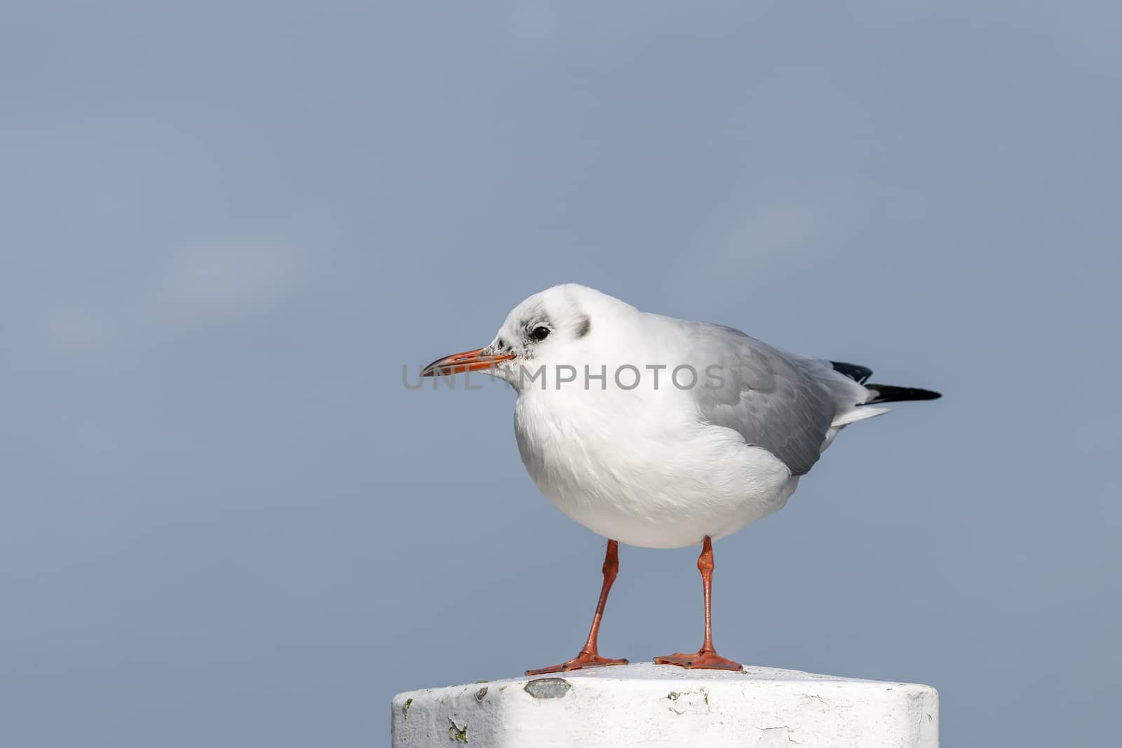 Black-headed gull on a mooring in the harbor 
 by Tofotografie