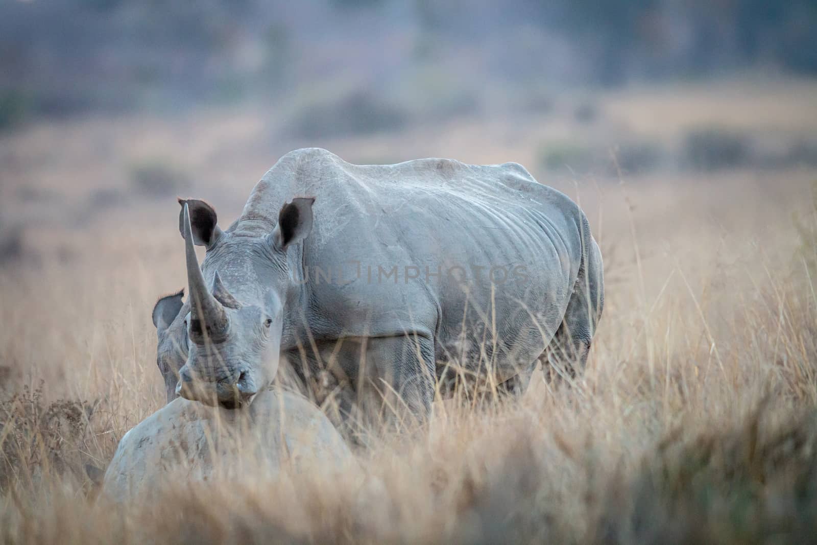 White rhino resting his head on a rock. by Simoneemanphotography