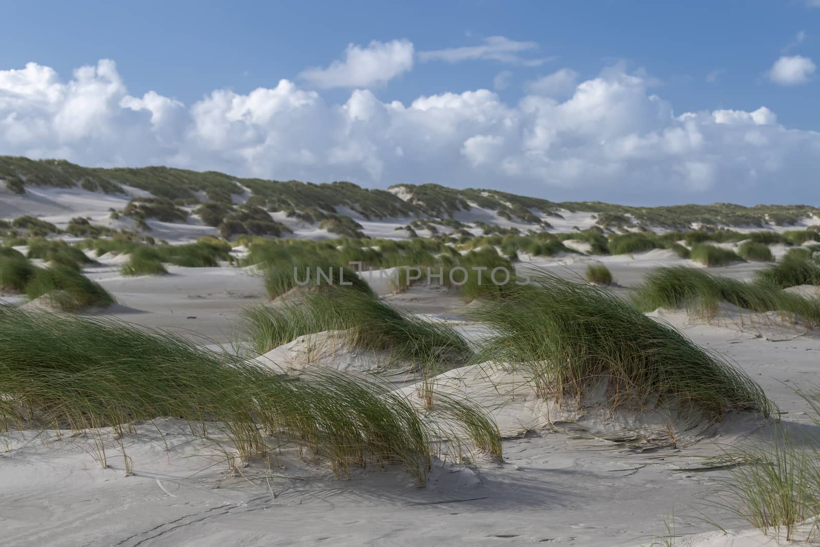 Green colored beach grass in the wind on the sandy beach of the island of Terschelling in the northern Netherlands 
