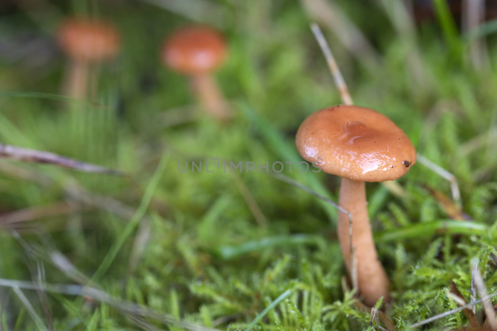 Smal brown mushrooms in the grass 
 by Tofotografie