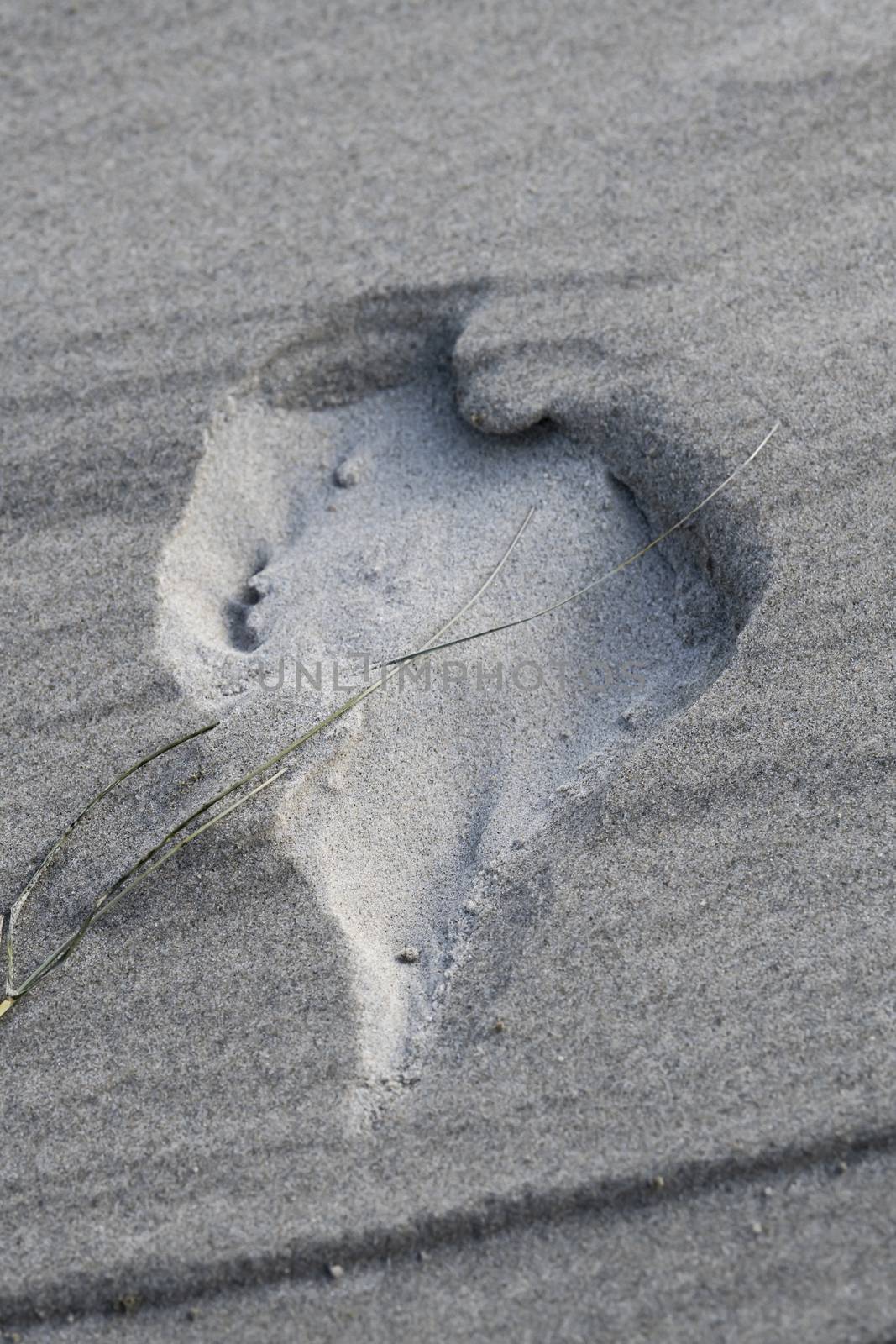 Heart-shaped recess in a sand drift in the Dunes 
 by Tofotografie