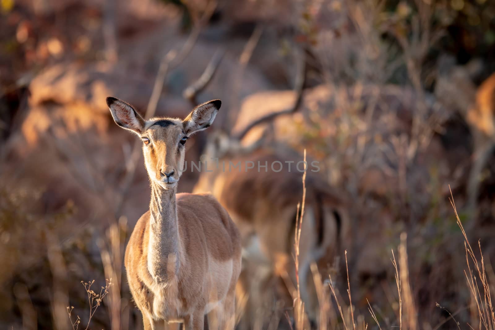 Young female Impala looking at the camera in the Welgevonden game reserve, South Africa.