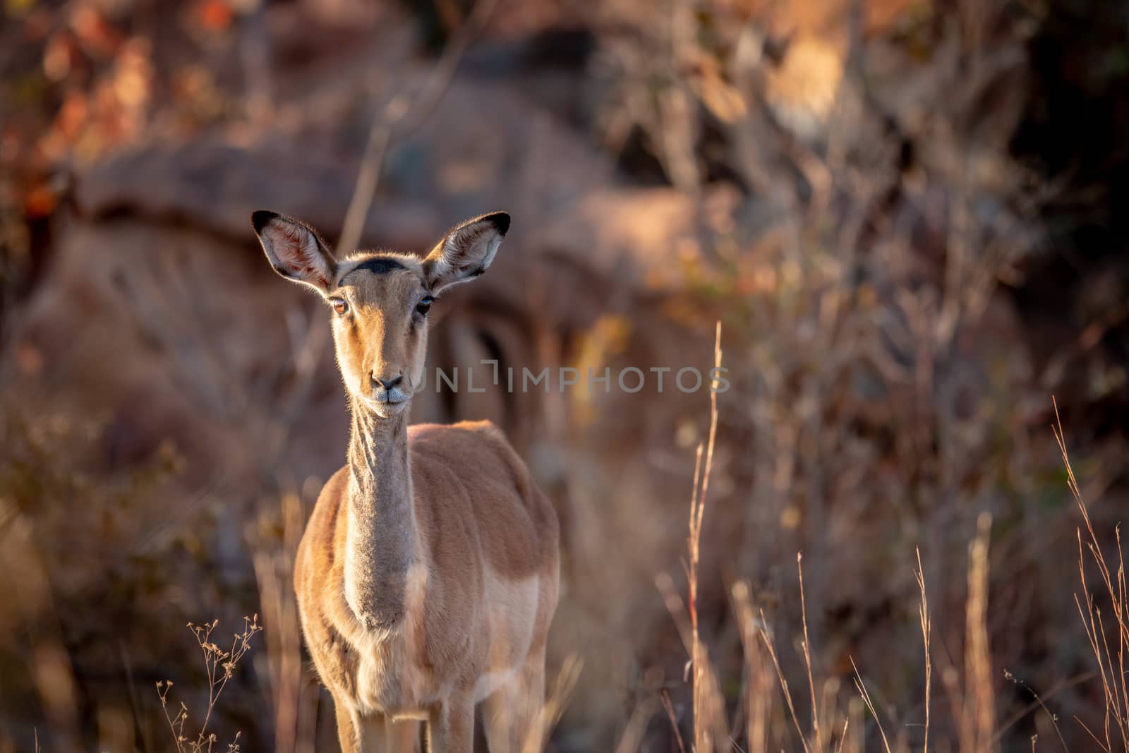 Young female Impala starring at the camera. by Simoneemanphotography