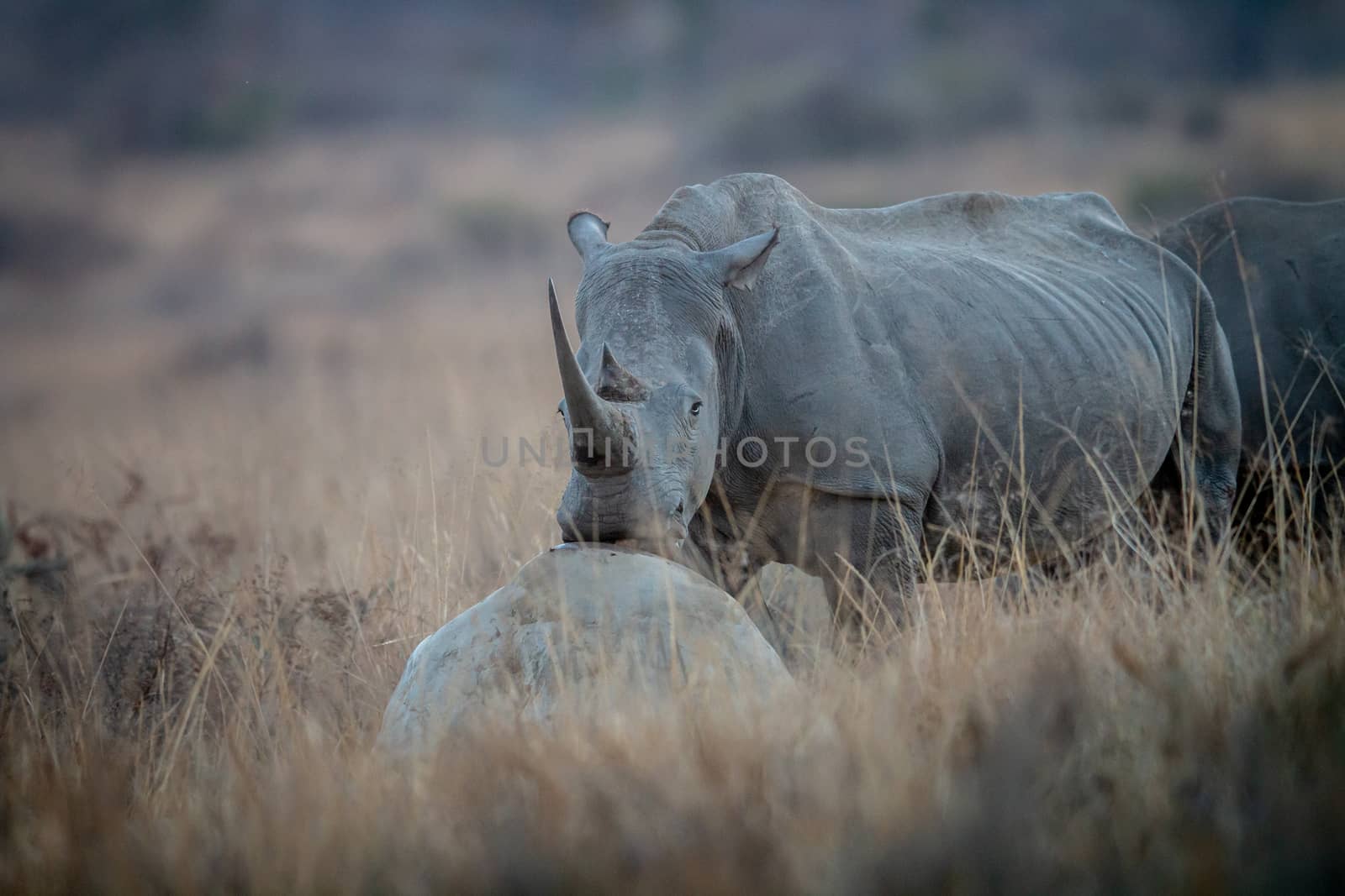 White rhino resting his head on a rock. by Simoneemanphotography