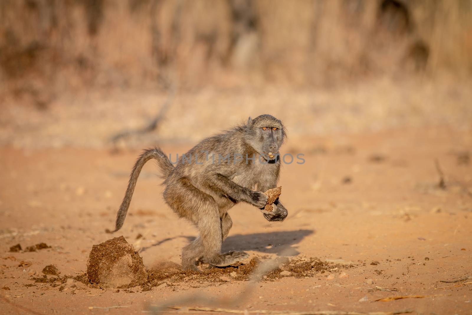 Chacma baboon running away with a block of food in the Welgevonden game reserve, South Africa.