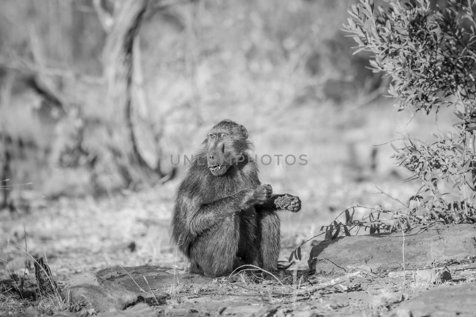 Chacma baboon sitting and eating in the grass in black and white in the Welgevonden game reserve, South Africa.