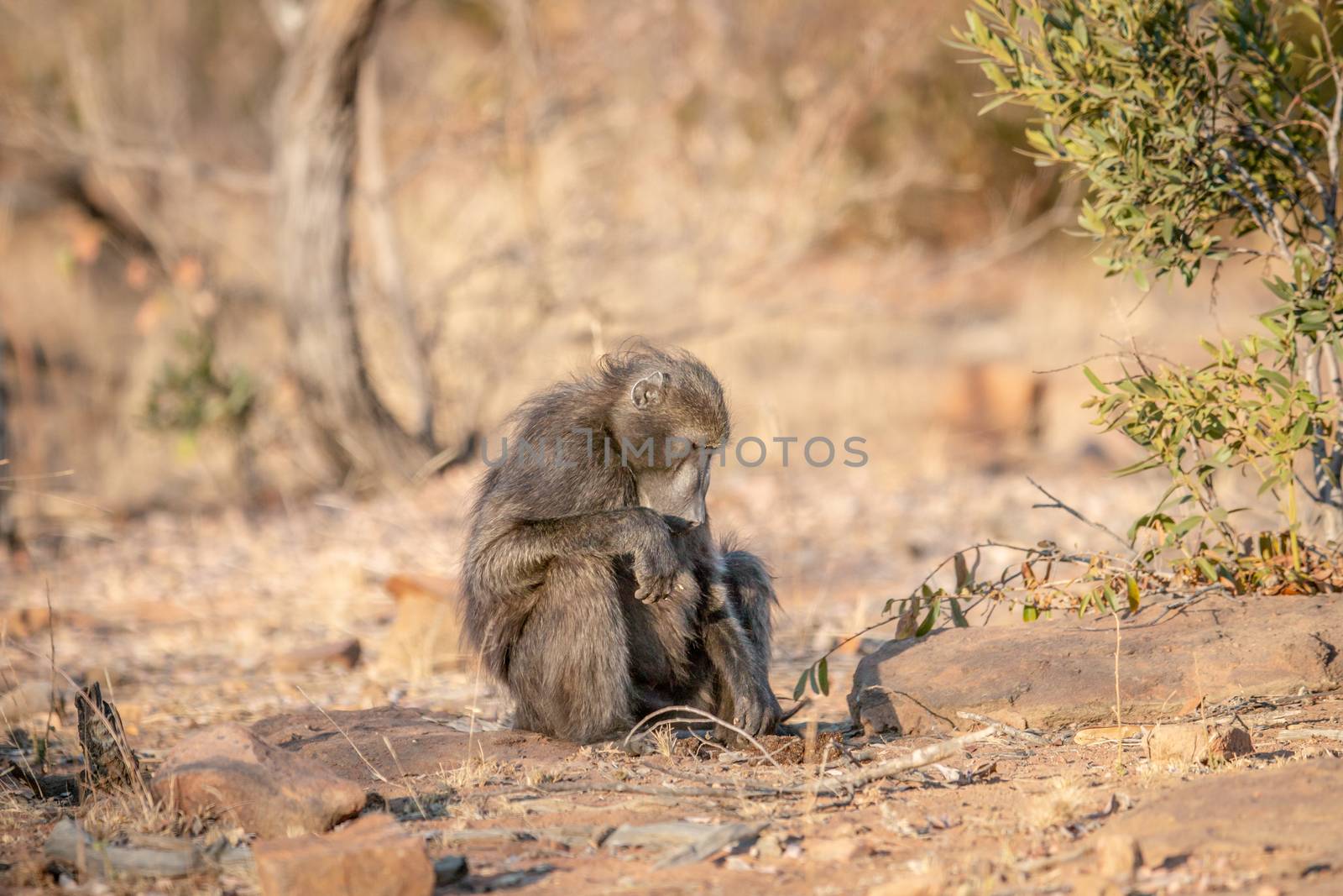 Chacma baboon sitting and eating in the grass. by Simoneemanphotography