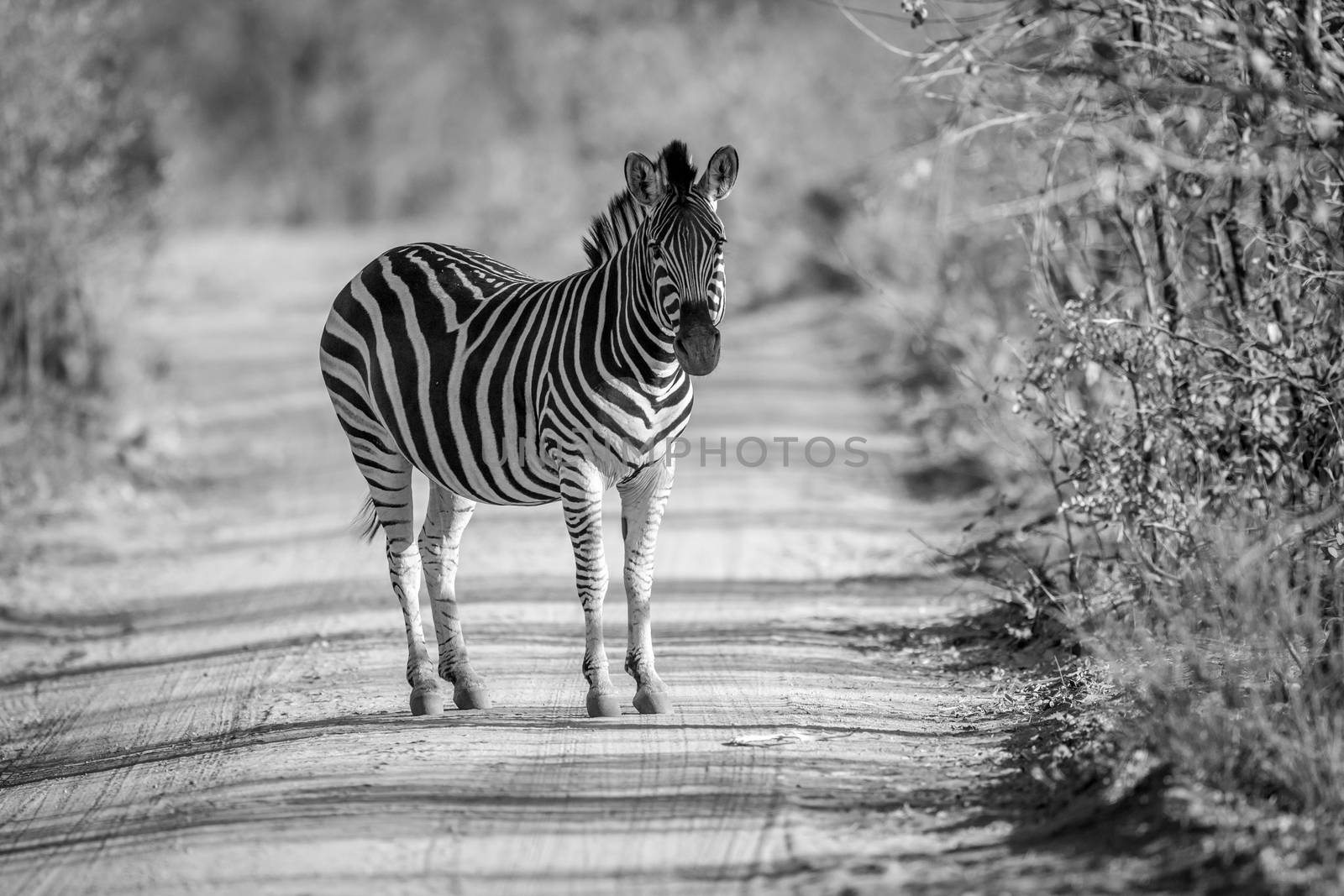 Zebra standing in the middle of a bush road. by Simoneemanphotography