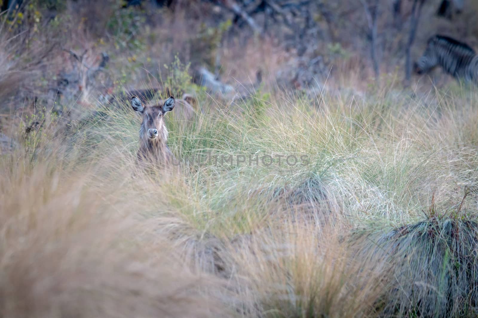 Waterbuck starring from behind the high grass. by Simoneemanphotography