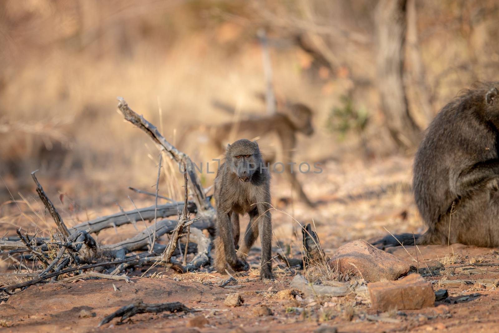 Chacma baboon walking towards the camera in the Welgevonden game reserve, South Africa.