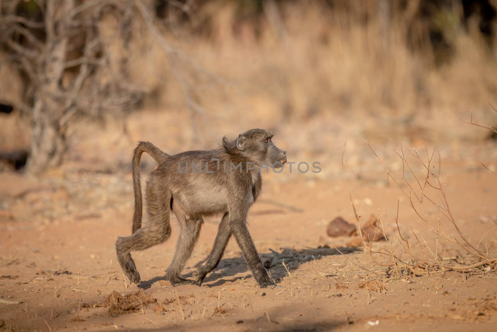 Chacma baboon walking in the bush. by Simoneemanphotography