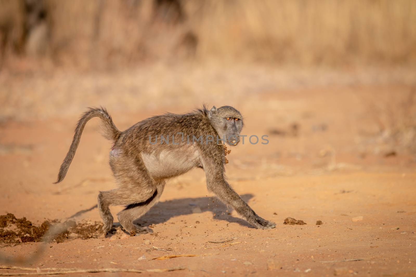 Chacma baboon running away with a block of food. by Simoneemanphotography