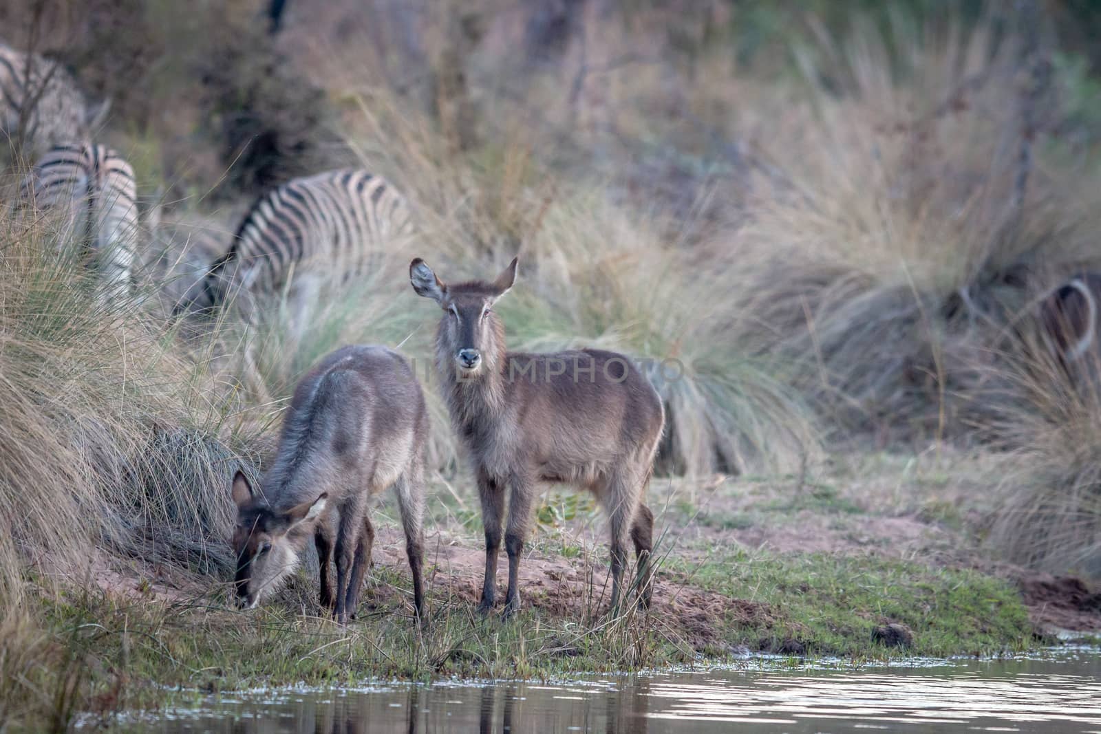 Waterbuck starring at the camera in the Welgevonden game reserve, South Africa.