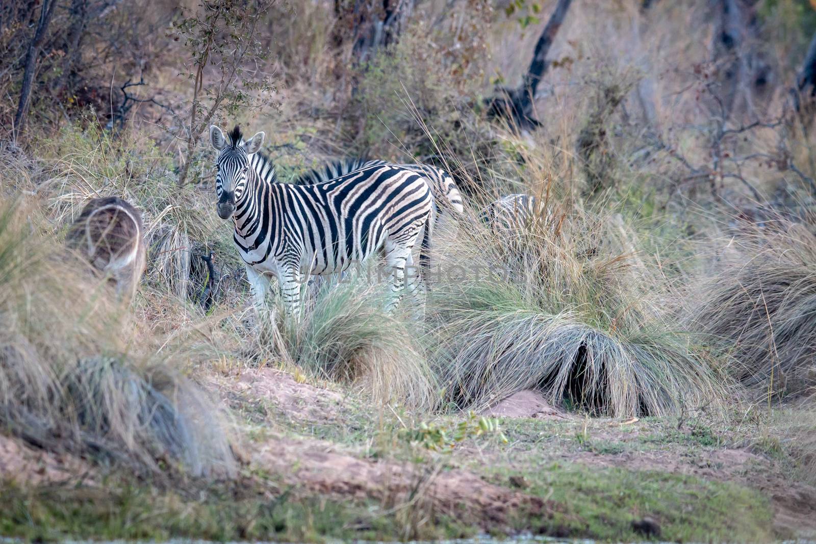 Zebra standing in the grass in the bush. by Simoneemanphotography