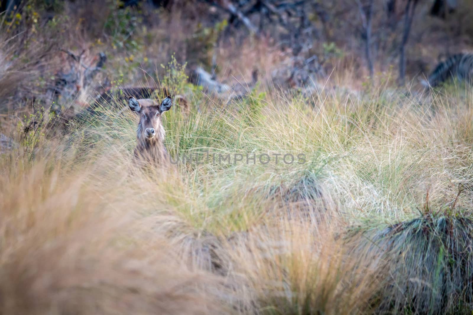 Waterbuck starring from behind high grass in the Welgevonden game reserve, South Africa.