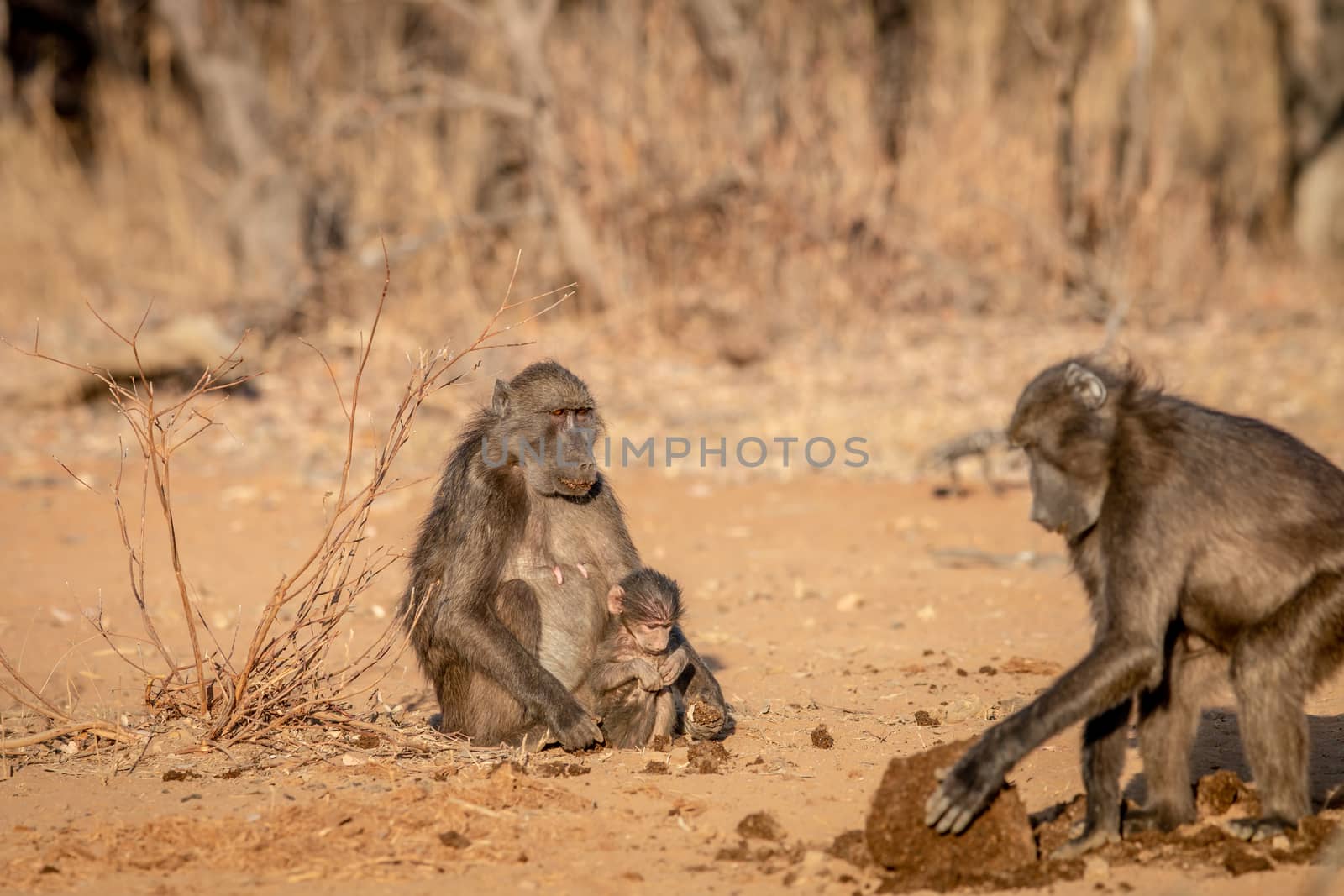 Chacma baboon with a baby sitting in the grass in the Welgevonden game reserve, South Africa.