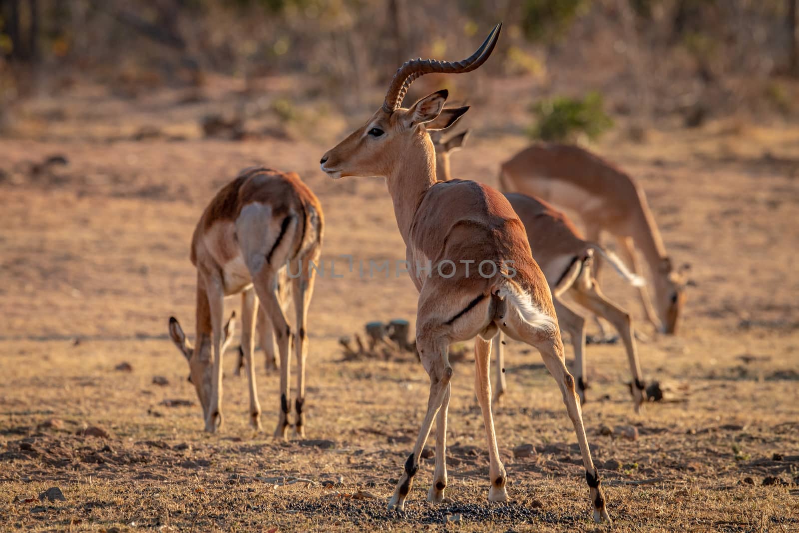 Male Impala defecating in the grass. by Simoneemanphotography