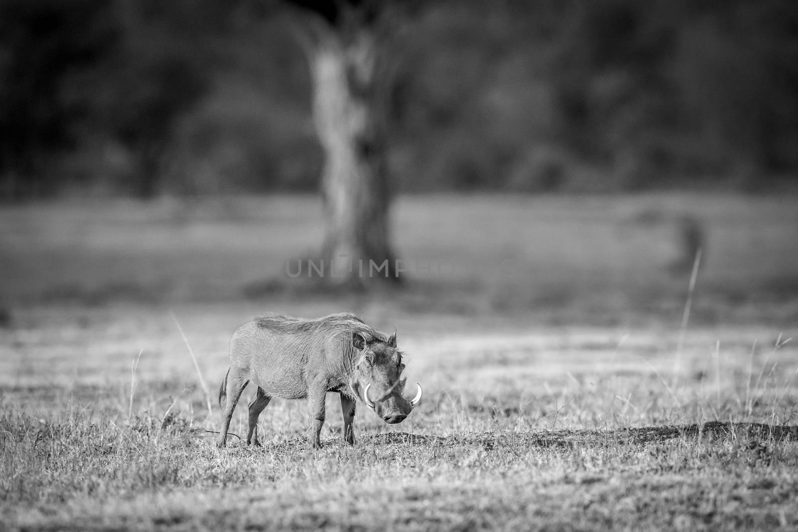 Warthog standing in the grass in black and white in the Welgevonden game reserve, South Africa.