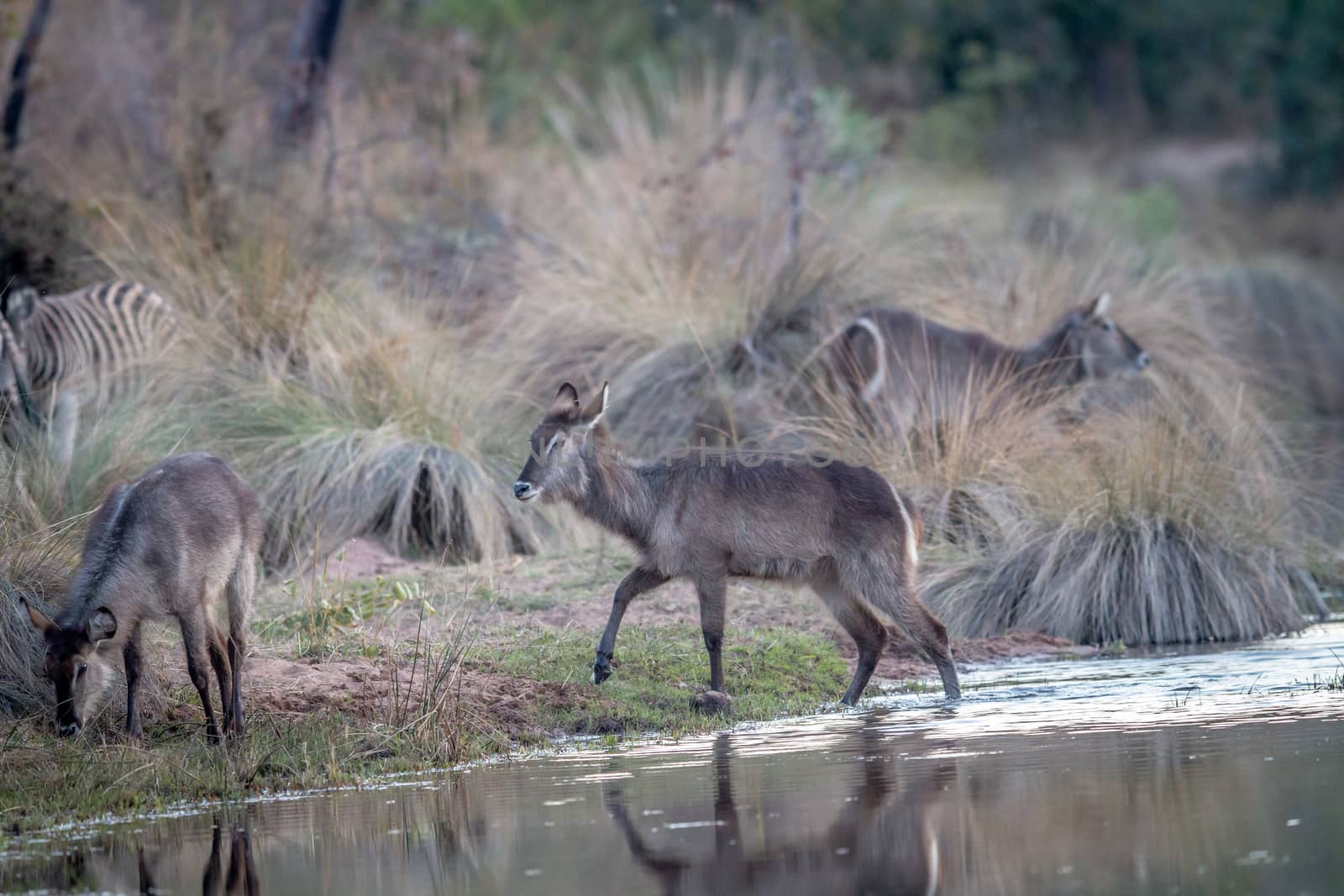 Waterbuck crossing a small river. by Simoneemanphotography