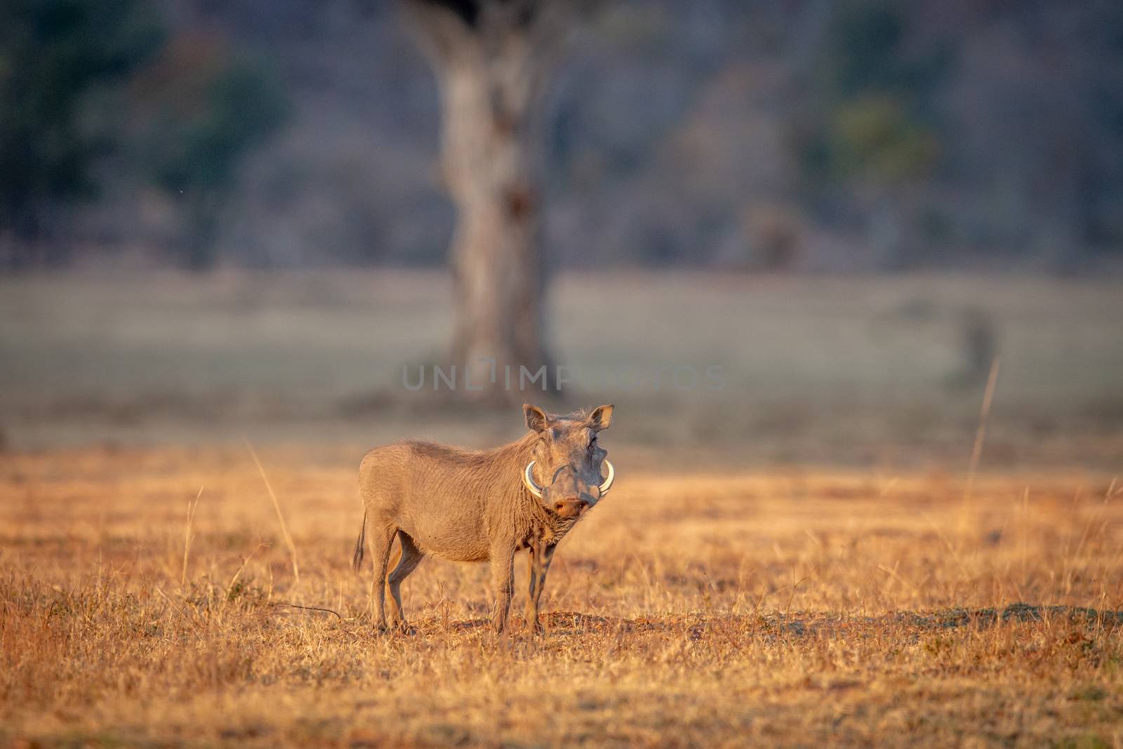 Warthog standing in the grass. by Simoneemanphotography