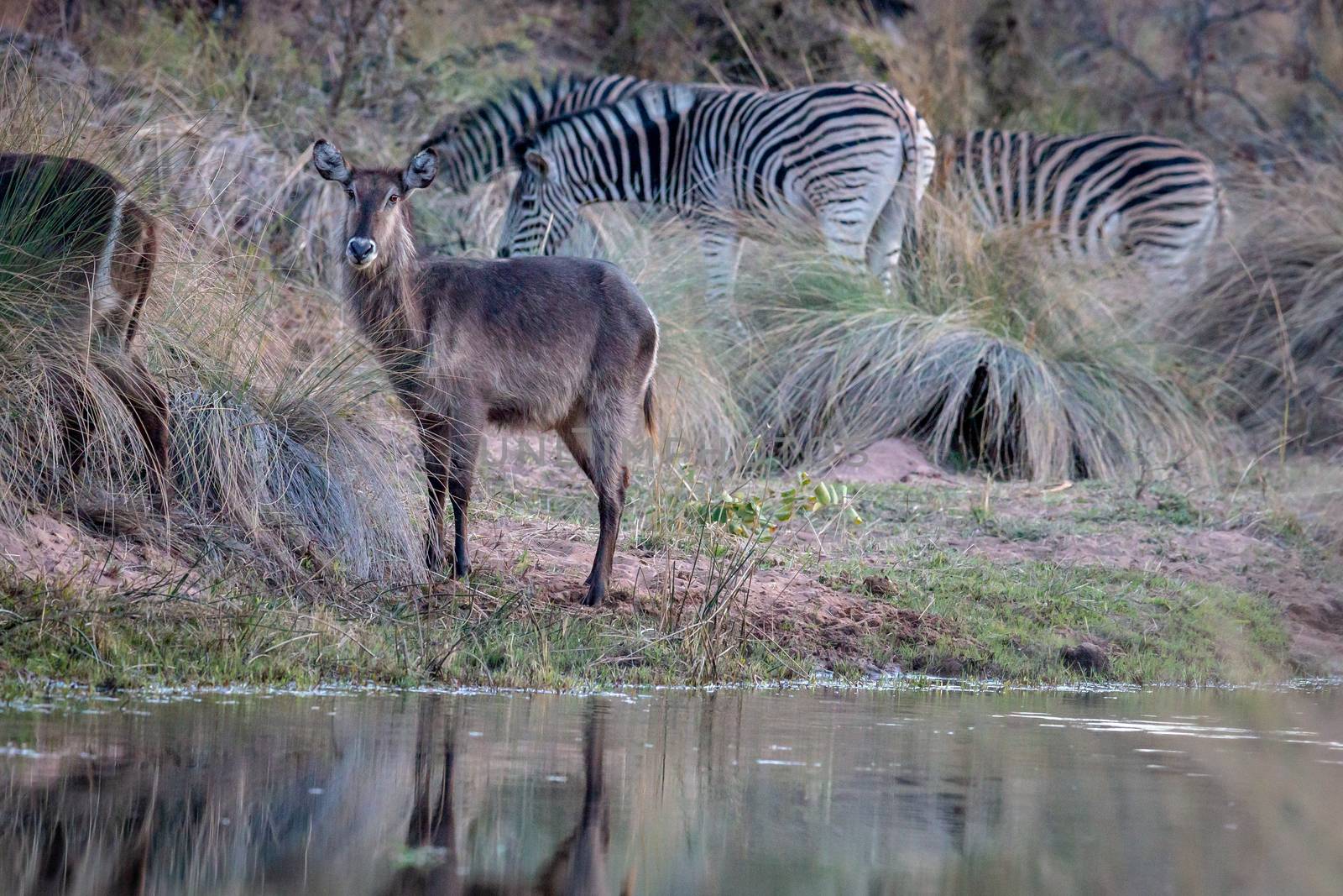 Waterbuck and Zebra standing by the water in the Welgevonden game reserve, South Africa.