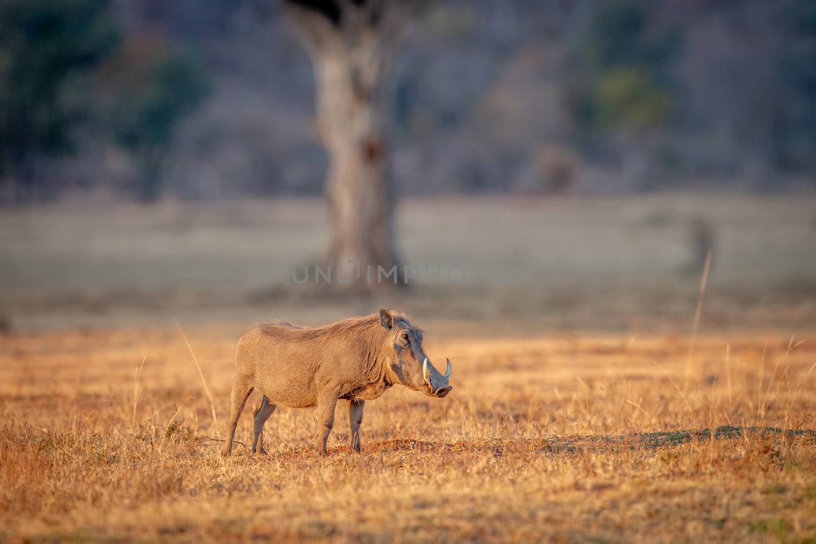 Warthog standing in the grass in the Welgevonden game reserve, South Africa.