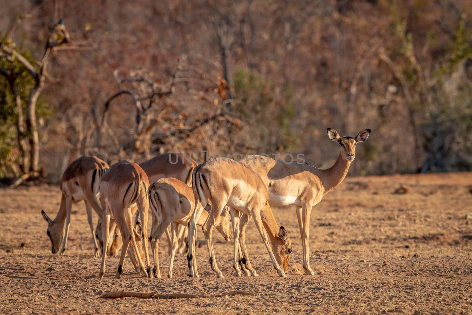 Herd of Impalas standing in the grass. by Simoneemanphotography