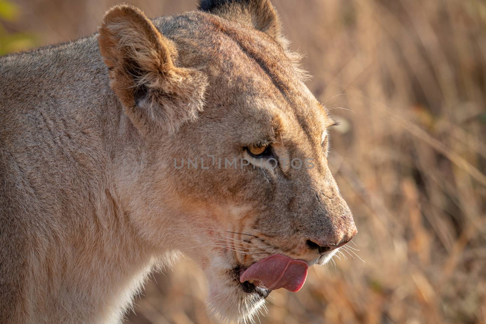 Close up of a Lioness in the bush. by Simoneemanphotography