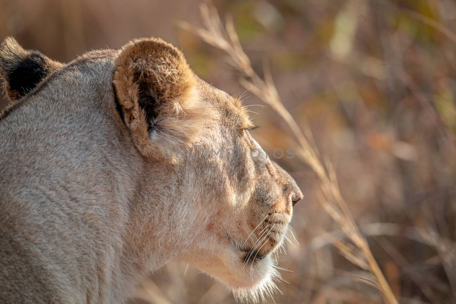 Side profile of a Lioness in the bush. by Simoneemanphotography
