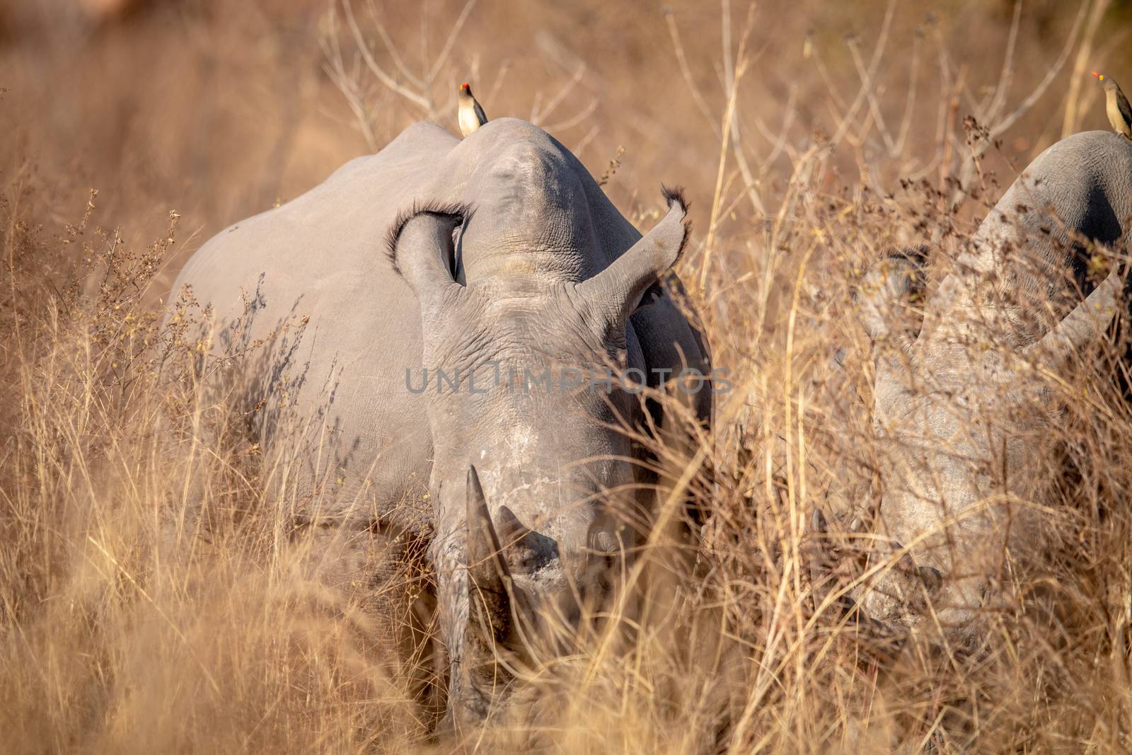 Big White rhino grazing in the high grass. by Simoneemanphotography