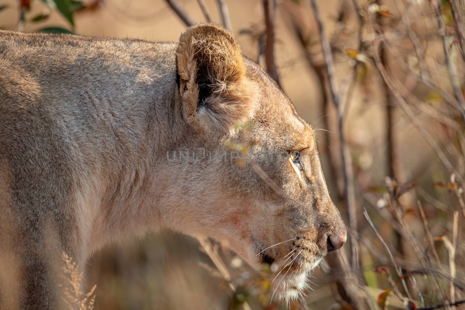 Side profile of a Lioness in the bush. by Simoneemanphotography
