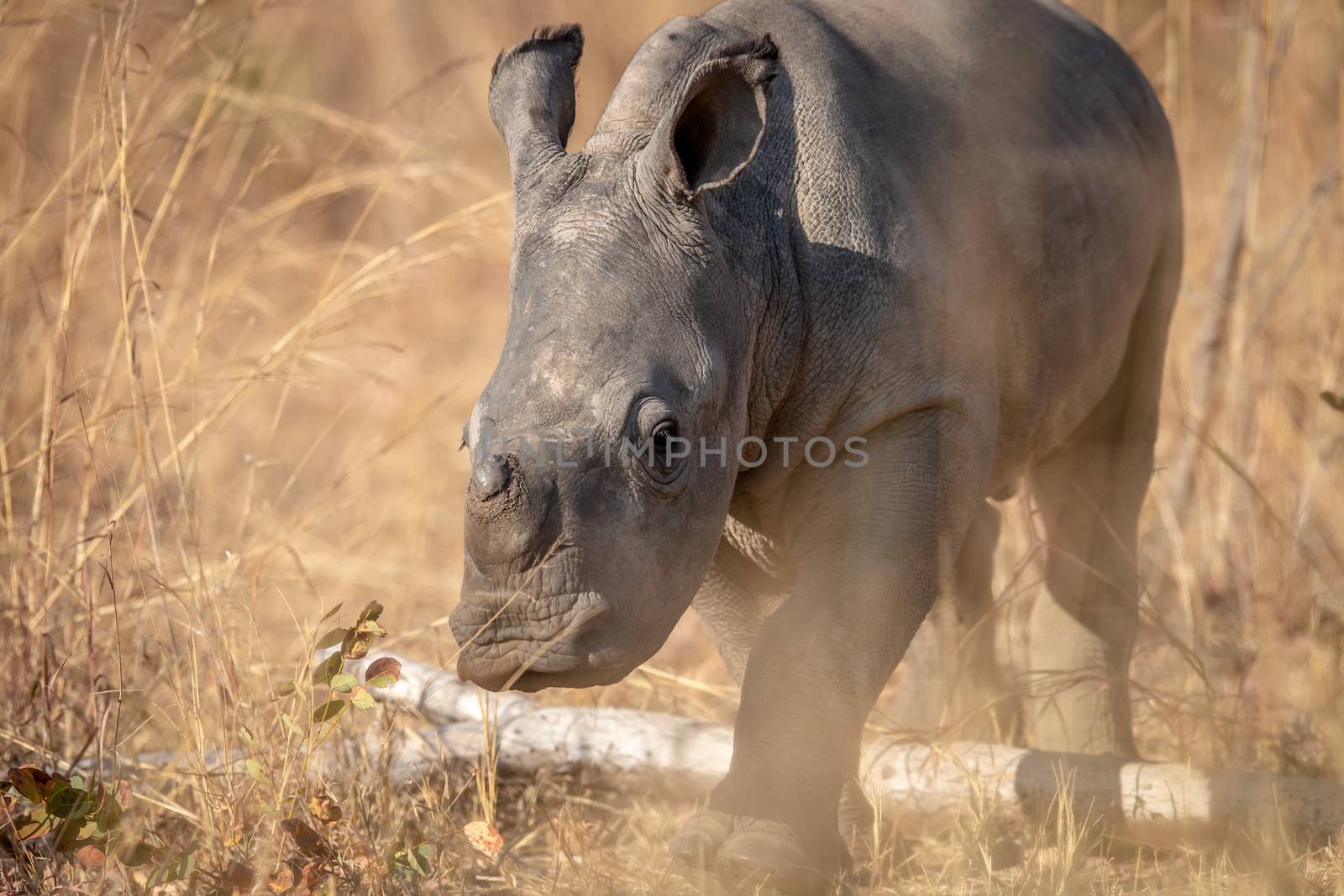 Baby White rhino calf in the high grass in the Welgevonden game reserve, South Africa.