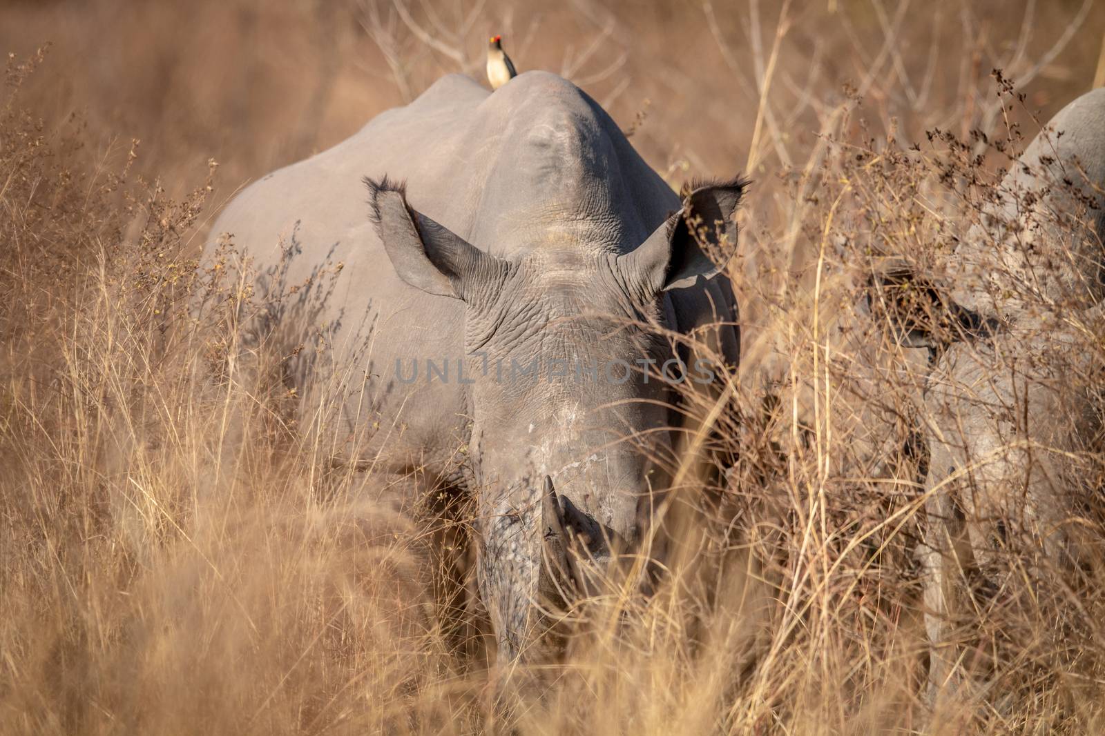 Big White rhino grazing in the high grass. by Simoneemanphotography