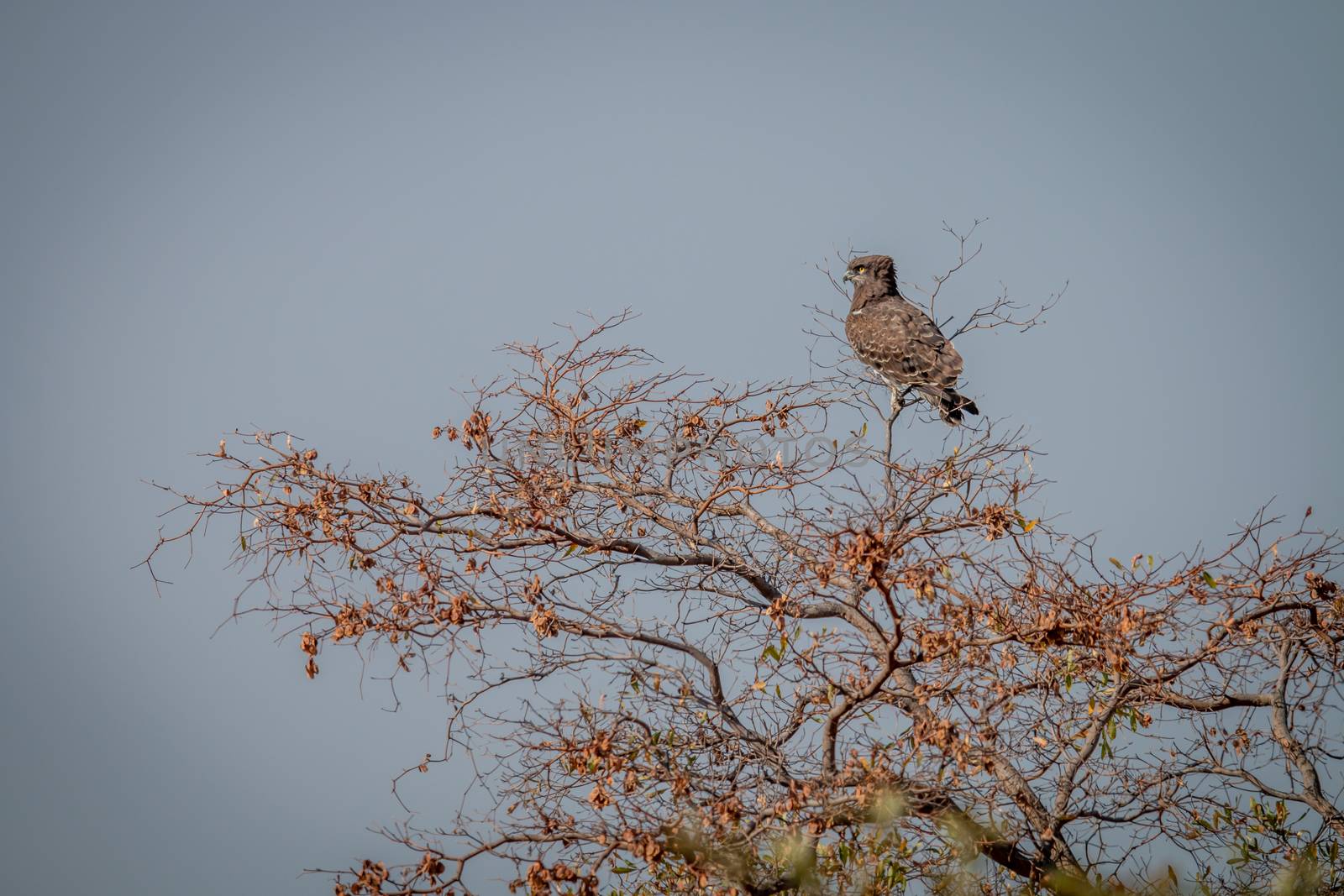 Brown snake eagle sitting in a tree in the Welgevonden game reserve, South Africa.