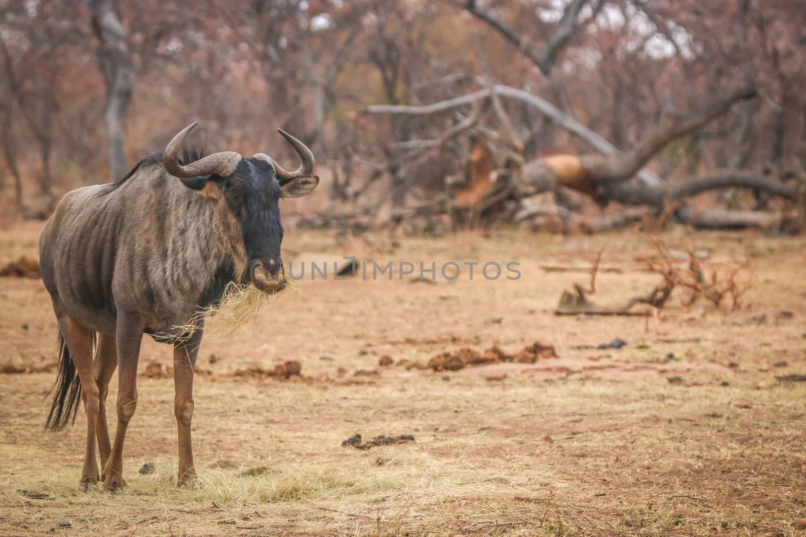 Blue wildebeest standing in the grass and eating. by Simoneemanphotography