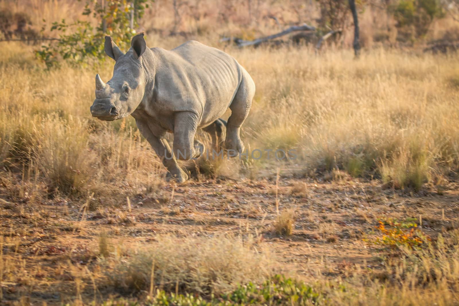 White rhino running in the grass, South Africa.