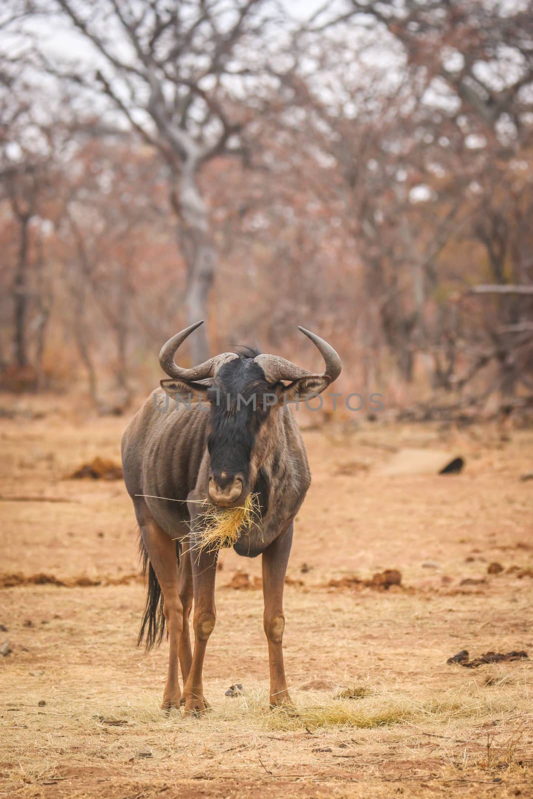 Blue wildebeest standing in the grass and eating. by Simoneemanphotography