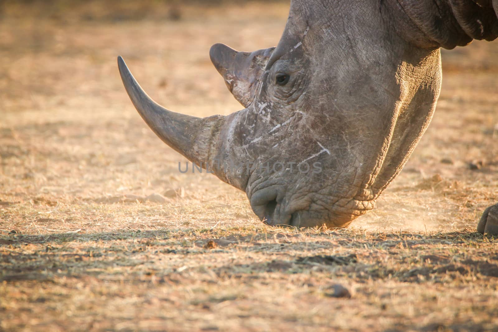 Close up of a White rhino grazing, South Africa.