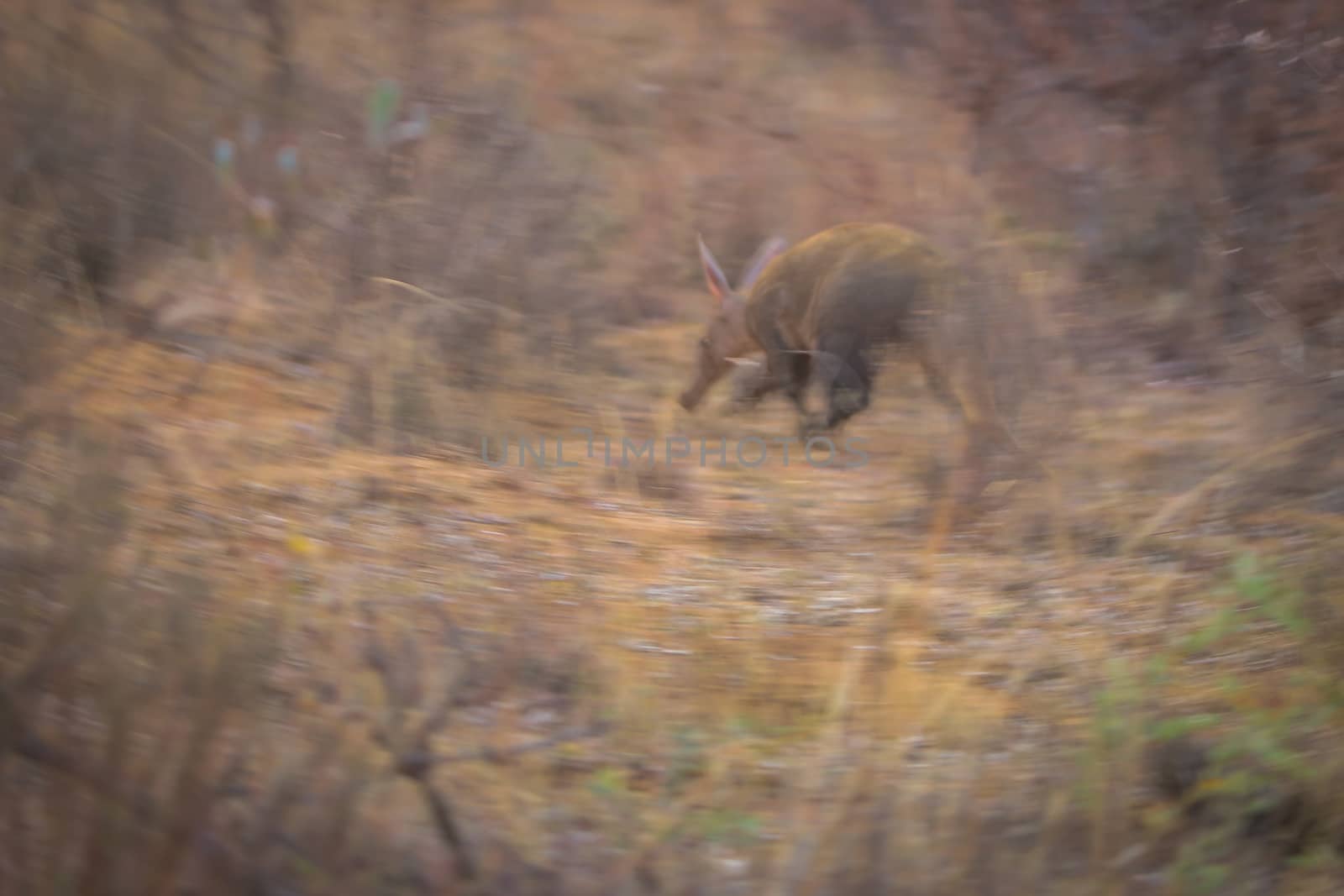Aardvark running away in the bush in the Welgevonden game reserve, South Africa.