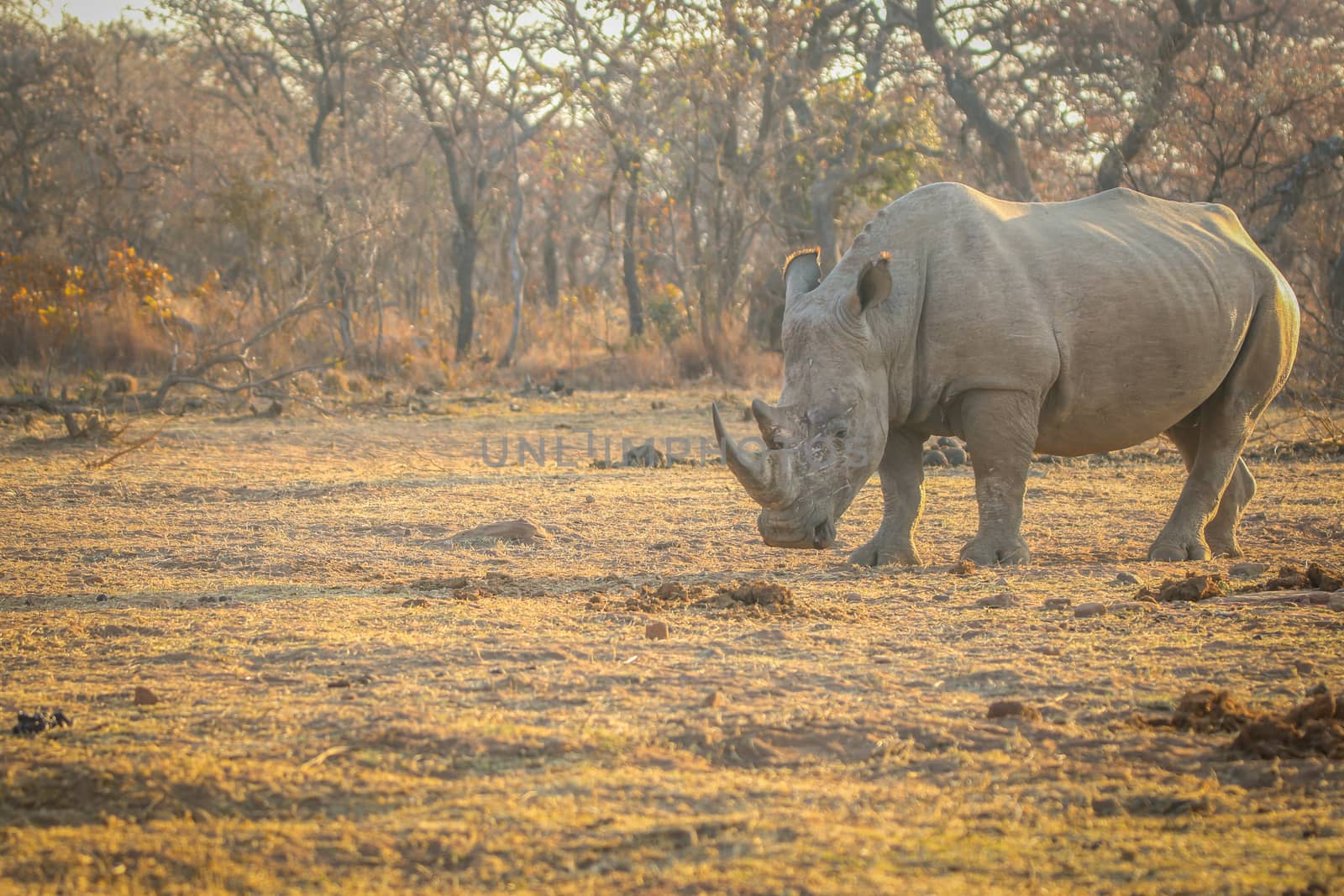 Big male White rhino standing in the grass. by Simoneemanphotography