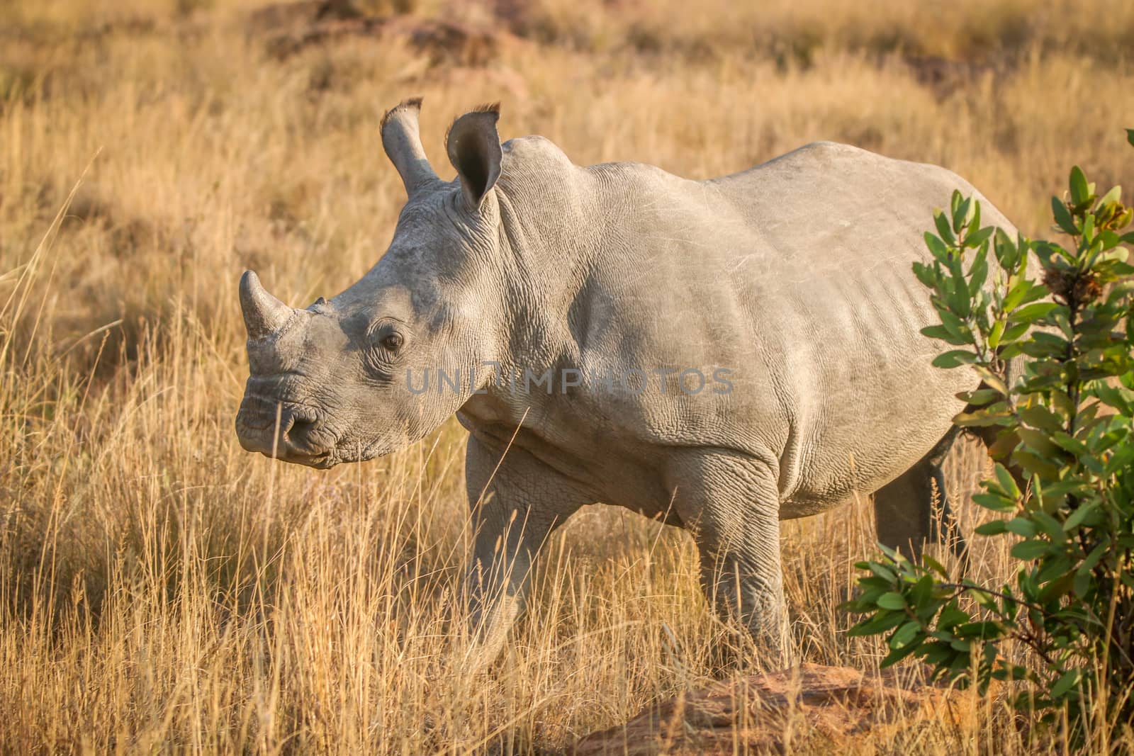 Young white rhino standing in the grass, South Africa.