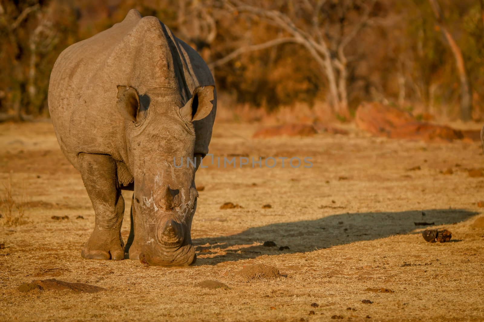 White rhino grazing in the golden light. by Simoneemanphotography