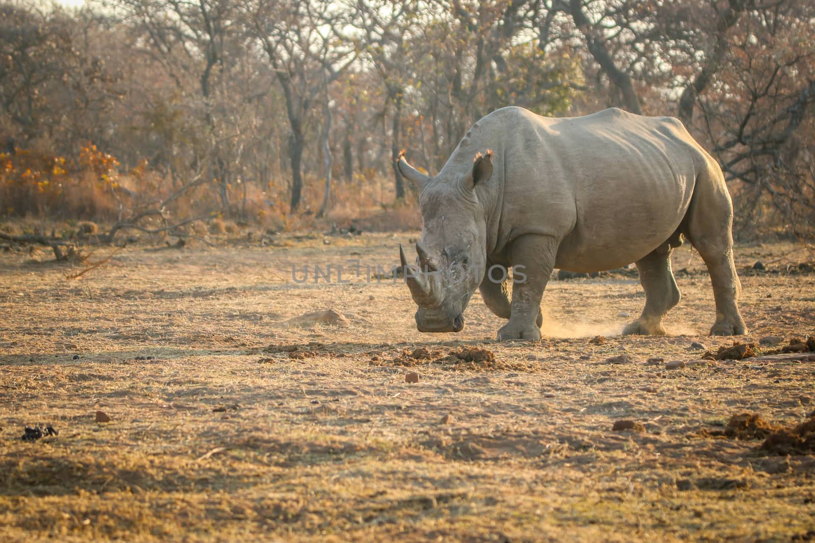 Big male White rhino standing in the grass. by Simoneemanphotography