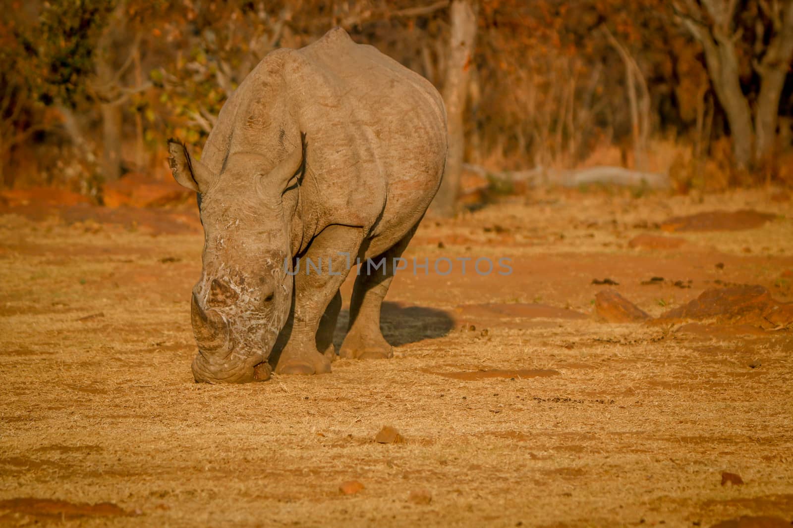 White rhino grazing in the golden light. by Simoneemanphotography