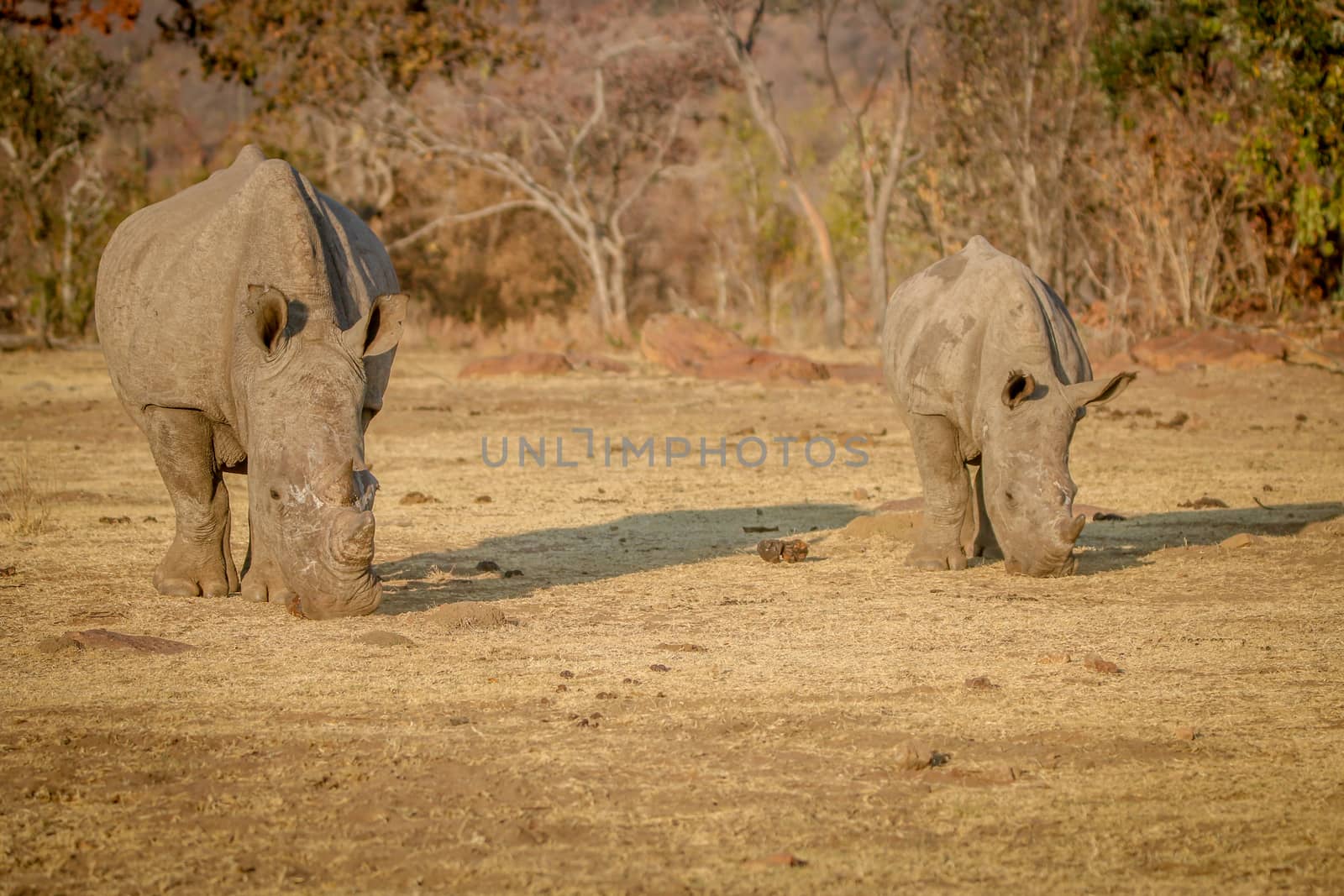 Two White rhinos grazing in the bush. by Simoneemanphotography