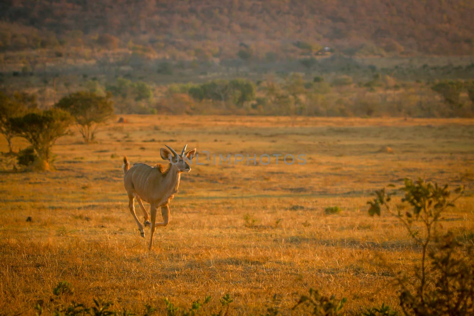 Young male Kudu running in the bush. by Simoneemanphotography