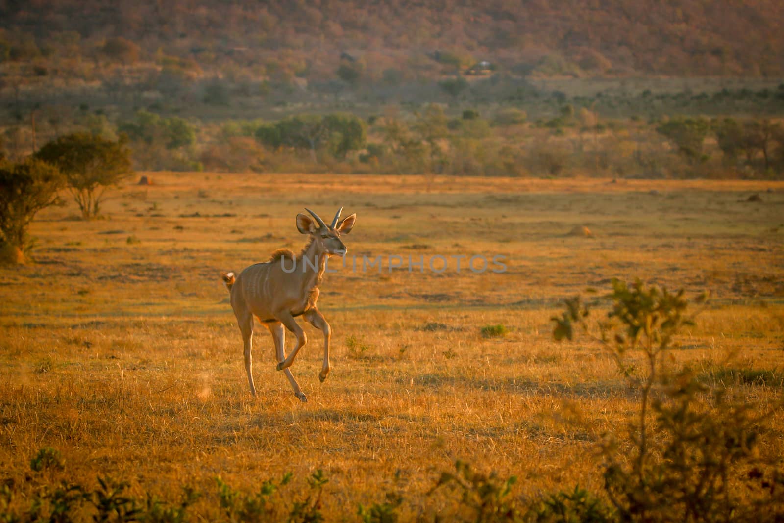 Young male Kudu running in the bush. by Simoneemanphotography