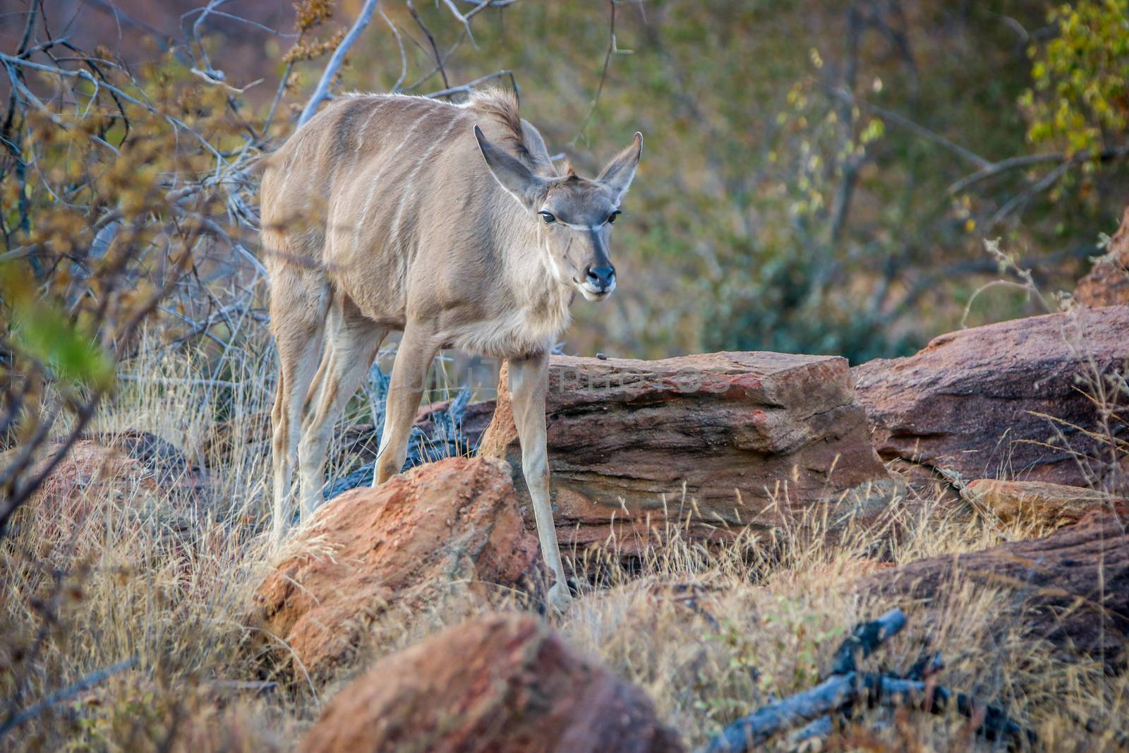 Female Kudu standing in the bush. by Simoneemanphotography